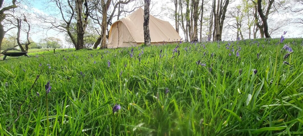 Blue-bells-and-burrow